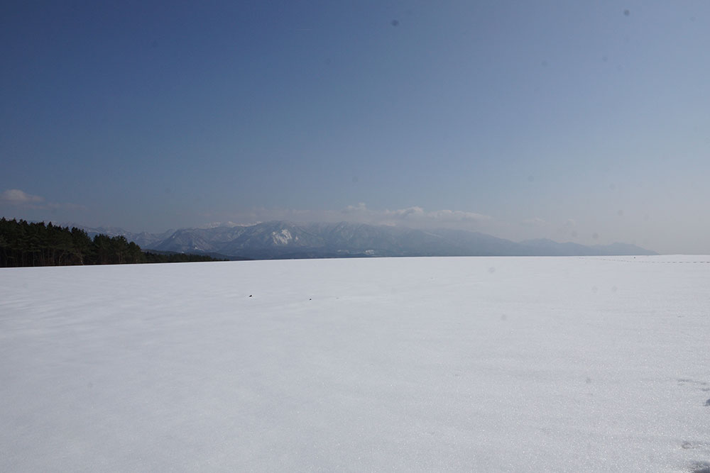 雪の下にんじん